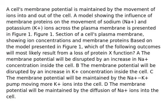 A cell's membrane potential is maintained by the movement of ions into and out of the cell. A model showing the influence of membrane proteins on the movement of sodium (Na+) and potassium (K+) ions across the plasma membrane is presented in Figure 1. Figure 1. Section of a cell's plasma membrane, showing ion concentrations and membrane proteins Based on the model presented in Figure 1, which of the following outcomes will most likely result from a loss of protein X function? A The membrane potential will be disrupted by an increase in Na+ concentration inside the cell. B The membrane potential will be disrupted by an increase in K+ concentration inside the cell. C The membrane potential will be maintained by the Na+−K+ pump moving more K+ ions into the cell. D The membrane potential will be maintained by the diffusion of Na+ ions into the cell.