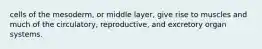 cells of the mesoderm, or middle layer, give rise to muscles and much of the circulatory, reproductive, and excretory organ systems.