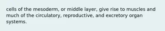 cells of the mesoderm, or middle layer, give rise to muscles and much of the circulatory, reproductive, and excretory organ systems.