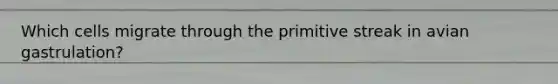 Which cells migrate through the primitive streak in avian gastrulation?