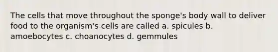 The cells that move throughout the sponge's body wall to deliver food to the organism's cells are called a. spicules b. amoebocytes c. choanocytes d. gemmules