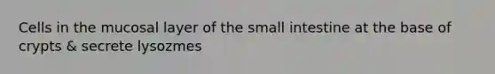Cells in the mucosal layer of the small intestine at the base of crypts & secrete lysozmes