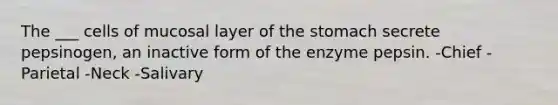 The ___ cells of mucosal layer of the stomach secrete pepsinogen, an inactive form of the enzyme pepsin. -Chief -Parietal -Neck -Salivary