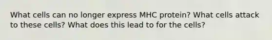 What cells can no longer express MHC protein? What cells attack to these cells? What does this lead to for the cells?