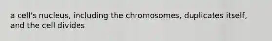 a cell's nucleus, including the chromosomes, duplicates itself, and the cell divides