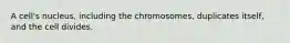 A cell's nucleus, including the chromosomes, duplicates itself, and the cell divides.