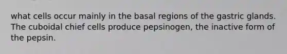 what cells occur mainly in the basal regions of the gastric glands. The cuboidal chief cells produce pepsinogen, the inactive form of the pepsin.