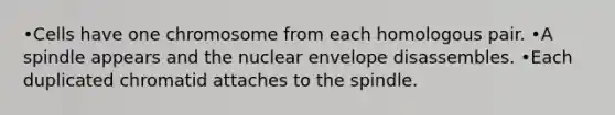 •Cells have one chromosome from each homologous pair. •A spindle appears and the nuclear envelope disassembles. •Each duplicated chromatid attaches to the spindle.