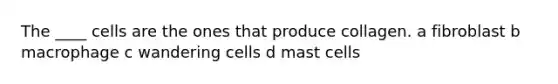 The ____ cells are the ones that produce collagen. a fibroblast b macrophage c wandering cells d mast cells