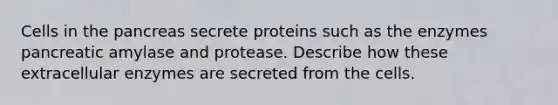 Cells in the pancreas secrete proteins such as the enzymes pancreatic amylase and protease. Describe how these extracellular enzymes are secreted from the cells.