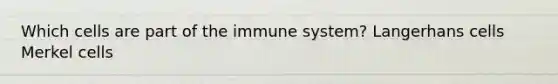 Which cells are part of the immune system? Langerhans cells Merkel cells