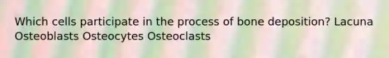 Which cells participate in the process of bone deposition? Lacuna Osteoblasts Osteocytes Osteoclasts