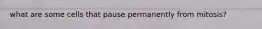 what are some cells that pause permanently from mitosis?