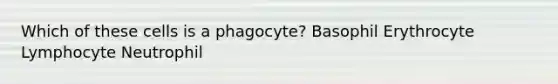 Which of these cells is a phagocyte? Basophil Erythrocyte Lymphocyte Neutrophil