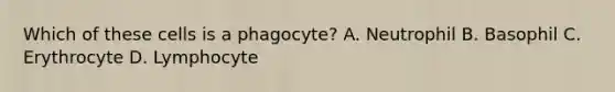 Which of these cells is a phagocyte? A. Neutrophil B. Basophil C. Erythrocyte D. Lymphocyte