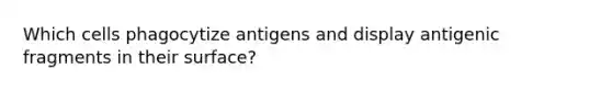 Which cells phagocytize antigens and display antigenic fragments in their surface?