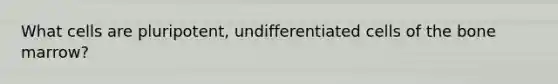 What cells are pluripotent, undifferentiated cells of the bone marrow?