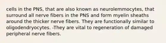 cells in the PNS, that are also known as neurolemmocytes, that surround all nerve fibers in the PNS and form myelin sheaths around the thicker nerve fibers. They are functionally similar to oligodendryocytes. -They are vital to regeneration of damaged peripheral nerve fibers.