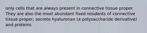 only cells that are always present in connective tissue proper. They are also the most abundant fixed residents of connective tissue proper; secrete hyaluronan (a polysaccharide derivative) and proteins