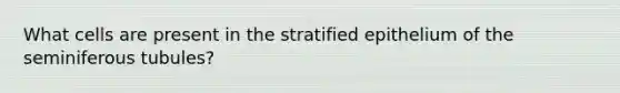 What cells are present in the stratified epithelium of the seminiferous tubules?