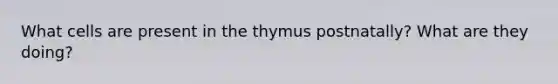 What cells are present in the thymus postnatally? What are they doing?