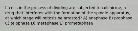 If cells in the process of dividing are subjected to colchicine, a drug that interferes with the formation of the spindle apparatus, at which stage will mitosis be arrested? A) anaphase B) prophase C) telophase D) metaphase E) prometaphase