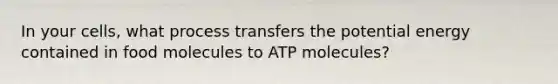 In your cells, what process transfers the potential energy contained in food molecules to ATP molecules?