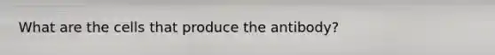 What are the cells that produce the antibody?