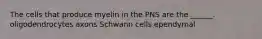 The cells that produce myelin in the PNS are the ______. oligodendrocytes axons Schwann cells ependymal