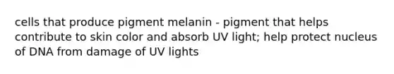 cells that produce pigment melanin - pigment that helps contribute to skin color and absorb UV light; help protect nucleus of DNA from damage of UV lights