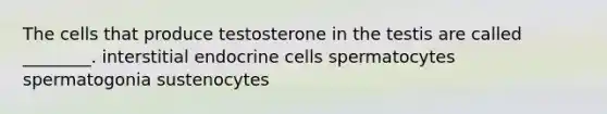 The cells that produce testosterone in the testis are called ________. interstitial endocrine cells spermatocytes spermatogonia sustenocytes