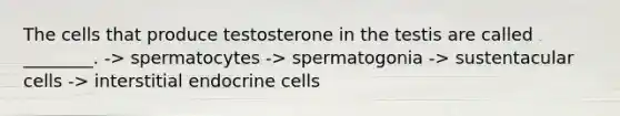 The cells that produce testosterone in the testis are called ________. -> spermatocytes -> spermatogonia -> sustentacular cells -> interstitial endocrine cells