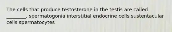 The cells that produce testosterone in the testis are called ________. spermatogonia interstitial endocrine cells sustentacular cells spermatocytes