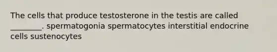 The cells that produce testosterone in the testis are called ________. spermatogonia spermatocytes interstitial endocrine cells sustenocytes