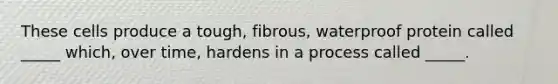 These cells produce a tough, fibrous, waterproof protein called _____ which, over time, hardens in a process called _____.