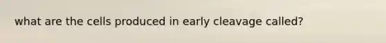 what are the cells produced in early cleavage called?