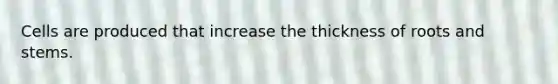 Cells are produced that increase the thickness of roots and stems.