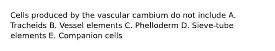 Cells produced by the vascular cambium do not include A. Tracheids B. Vessel elements C. Phelloderm D. Sieve-tube elements E. Companion cells