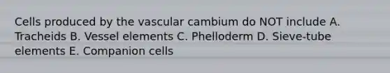 Cells produced by the vascular cambium do NOT include A. Tracheids B. Vessel elements C. Phelloderm D. Sieve-tube elements E. Companion cells