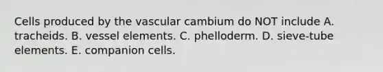 Cells produced by the vascular cambium do NOT include A. tracheids. B. vessel elements. C. phelloderm. D. sieve-tube elements. E. companion cells.