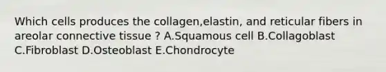 Which cells produces the collagen,elastin, and reticular fibers in areolar connective tissue ? A.Squamous cell B.Collagoblast C.Fibroblast D.Osteoblast E.Chondrocyte