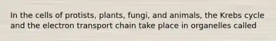 In the cells of protists, plants, fungi, and animals, the <a href='https://www.questionai.com/knowledge/kqfW58SNl2-krebs-cycle' class='anchor-knowledge'>krebs cycle</a> and <a href='https://www.questionai.com/knowledge/k57oGBr0HP-the-electron-transport-chain' class='anchor-knowledge'>the electron transport chain</a> take place in organelles called