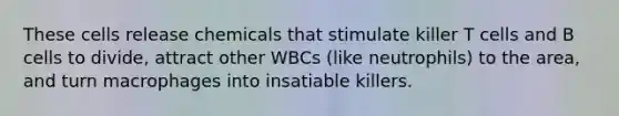 These cells release chemicals that stimulate killer T cells and B cells to divide, attract other WBCs (like neutrophils) to the area, and turn macrophages into insatiable killers.