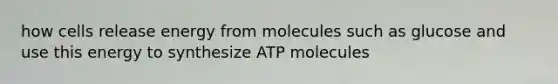 how cells release energy from molecules such as glucose and use this energy to synthesize ATP molecules