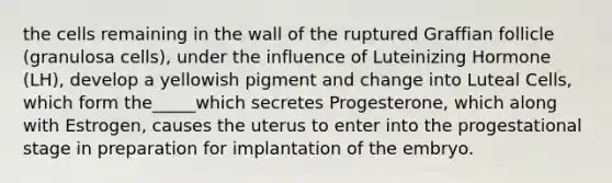 the cells remaining in the wall of the ruptured Graffian follicle (granulosa cells), under the influence of Luteinizing Hormone (LH), develop a yellowish pigment and change into Luteal Cells, which form the_____which secretes Progesterone, which along with Estrogen, causes the uterus to enter into the progestational stage in preparation for implantation of the embryo.