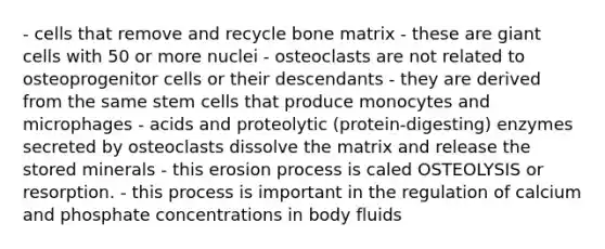 - cells that remove and recycle bone matrix - these are giant cells with 50 or more nuclei - osteoclasts are not related to osteoprogenitor cells or their descendants - they are derived from the same stem cells that produce monocytes and microphages - acids and proteolytic (protein-digesting) enzymes secreted by osteoclasts dissolve the matrix and release the stored minerals - this erosion process is caled OSTEOLYSIS or resorption. - this process is important in the regulation of calcium and phosphate concentrations in body fluids