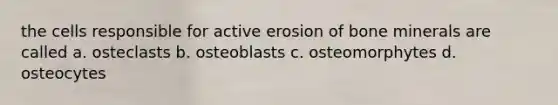 the cells responsible for active erosion of bone minerals are called a. osteclasts b. osteoblasts c. osteomorphytes d. osteocytes