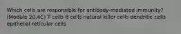 Which cells are responsible for antibody-mediated immunity? (Module 20.4C) T cells B cells natural killer cells dendritic cells epithelial reticular cells