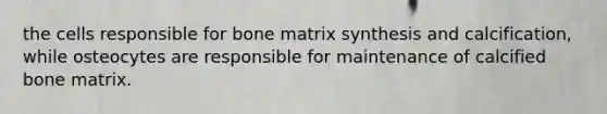 the cells responsible for bone matrix synthesis and calcification, while osteocytes are responsible for maintenance of calcified bone matrix.