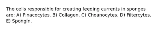 The cells responsible for creating feeding currents in sponges are: A) Pinacocytes. B) Collagen. C) Choanocytes. D) Filtercytes. E) Spongin.